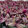 Wandering Jew Tradescantia Zebrina Inch Plant 2'' Purple Live Houseplant