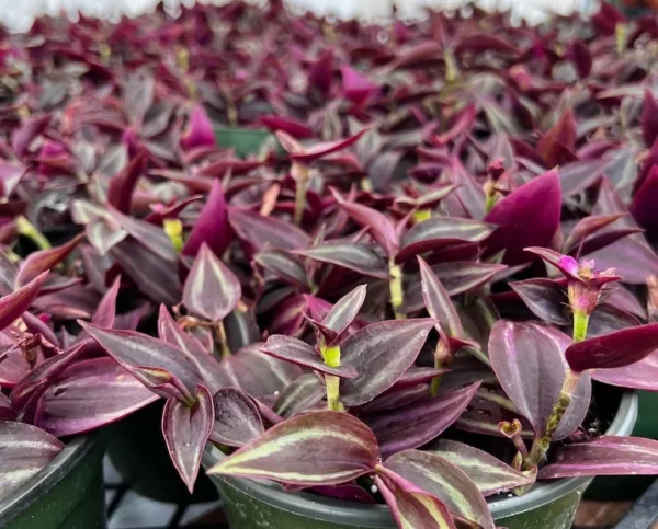 Wandering Jew Tradescantia Zebrina Inch Plant 2'' Purple Live Houseplant
