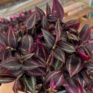 Wandering Jew Tradescantia Zebrina Inch Plant 2'' Purple Live Houseplant