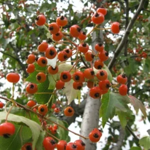 Washington Hawthorn Tree 2-3' - Flowering Tree Small Size