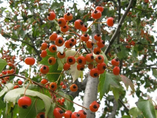 Washington Hawthorn Tree 2-3' - Flowering Tree Small Size