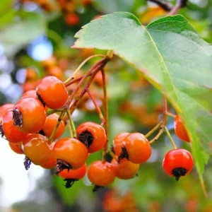 Washington Hawthorn Tree - 2-3' Tree for Sale - Fast Growing Shade Tree