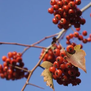 Washington Hawthorn Tree - 2-3' Tree for Sale - Fast Growing Shade Tree