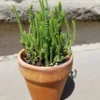 Watch Chain Crassula Muscosa Plant 2 inch Pot Succulent