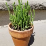 Watch Chain Crassula Muscosa Plant 2 inch Pot Succulent