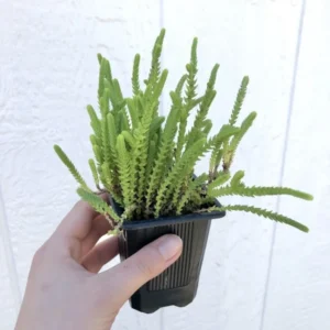 Watch Chain Crassula Muscosa Plant 2 inch Pot Succulent