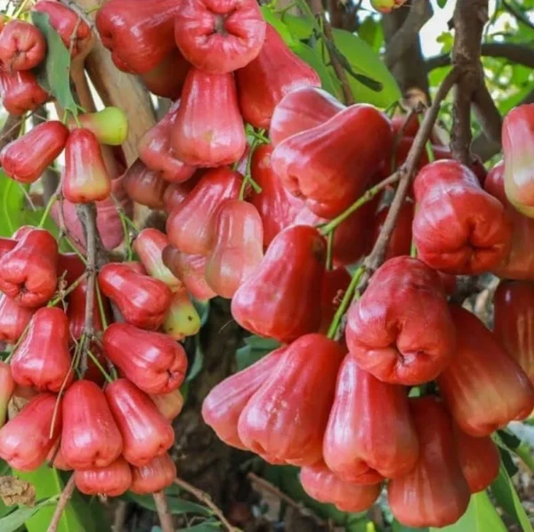 Wax Apple Tree - Syzygium Samarangense Plant - 1-2ft Java Apple Fruit Tree