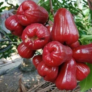 Wax Apple Tree - Syzygium Samarangense Plant - 1-2ft Java Apple Fruit Tree