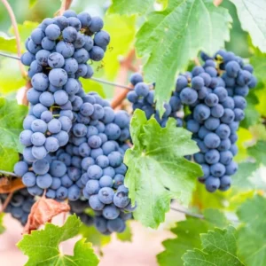 CONCORD Seedless Grape Vine - 1 Bare Root Live Plant