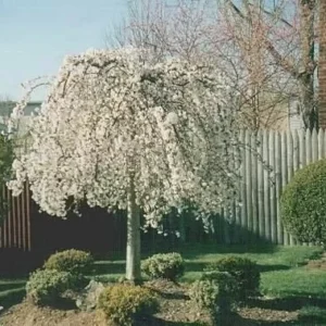 Weeping Cherry Tree Prunus X Yeodensis Shidare Yoshino, 8-12 Inch Tall Flowering Plant