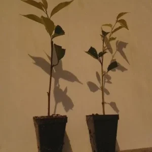 Weeping Cherry Trees - 2 Weeping Flower Trees 6-12 Inch - Ornamental Tree