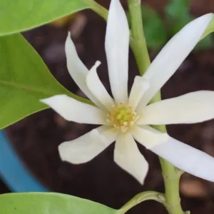 White Champaca Michelia Alba Plant - 3 Feet Tall Air Layered Tree - 3 Gallon Pot