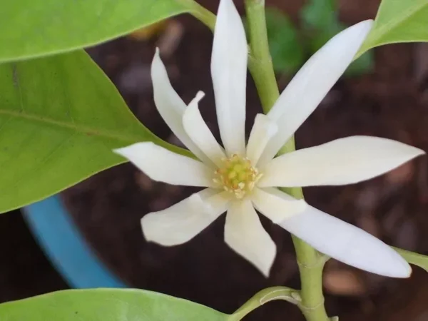 White Champaca Michelia Alba Plant - 3 Feet Tall Air Layered Tree - 3 Gallon Pot