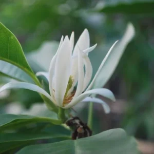 White Champaca Michelia Alba Plant - 3 Feet Tall Air Layered Tree - 3 Gallon Pot