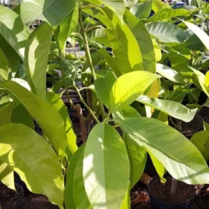 White Champaca Michelia Alba Plant - 3 Feet Tall Air Layered Tree - 3 Gallon Pot