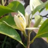 White Champaca Plant - Magnolia X Alba Live Plant - 1-2 Feet Tall