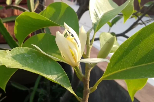 White Champaca Plant - Magnolia X Alba Live Plant - 1-2 Feet Tall