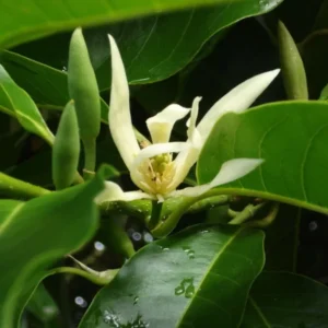 White Champaca Plant - Magnolia X Alba Live Plant - 1-2 Feet Tall