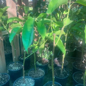 White Champaca Plant - Magnolia X Alba Live Plant - 1-2 Feet Tall