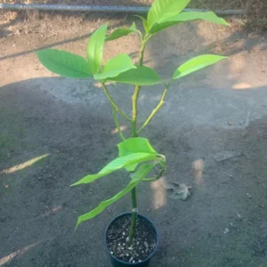 White Champaca Plant - Magnolia X Alba Live Plant - 1-2 Feet Tall