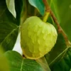 White Cherimoya Tree - 3-4 ft Tall Grafted Custard Apple Plant in 3 Gal Pot