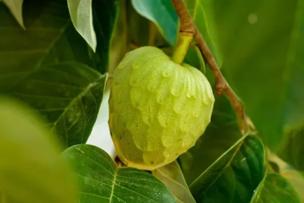 White Cherimoya Tree - 3-4 ft Tall Grafted Custard Apple Plant in 3 Gal Pot