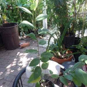 White Cherimoya Tree - 3-4 ft Tall Grafted Custard Apple Plant in 3 Gal Pot