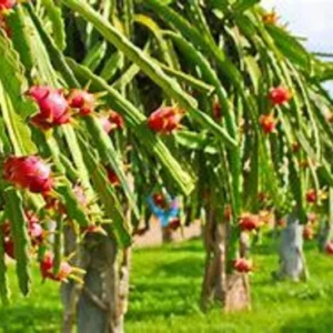 White Dragon Fruit Tree - 3 Gal Size - 2 to 3 feet - Not Ship CA
