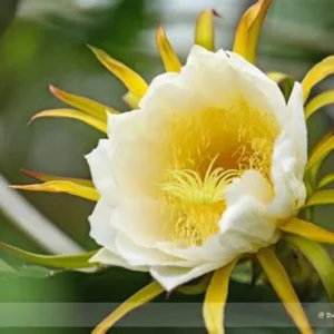 White Dragon Fruit Tree - 3 Gal Size - 2 to 3 feet - Not Ship CA