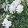 White Floribunda Rose Plant 6" Pot Live Shrub Groundcover