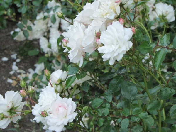 White Floribunda Rose Plant 6" Pot Live Shrub Groundcover