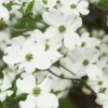 White Flowering Dogwood Tree - 4 Inch Pot - Cornus Florida Plant 6-12 Inch