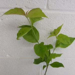 White Flowering Dogwood Tree - 4 Inch Pot - Cornus Florida Plant 6-12 Inch