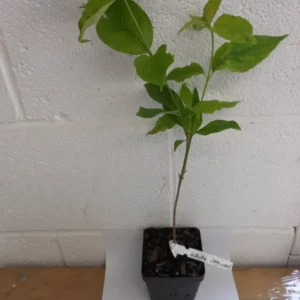 White Flowering Dogwood Tree - 4 Inch Pot - Cornus Florida Plant 6-12 Inch