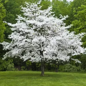 White Flowering Dogwood Tree - 4 Inch Pot - Cornus Florida Plant 6-12 Inch