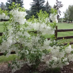 White Fringe Tree - Fringe Flowers Tree - 6-12 Inch Qt Pot - Ornamental Tree