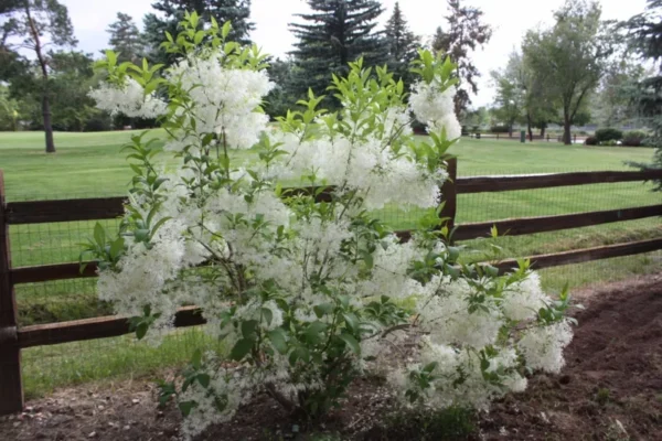 White Fringe Tree - Fringe Flowers Tree - 6-12 Inch Qt Pot - Ornamental Tree