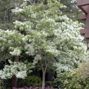 White Fringe Tree - Fringe Flowers Tree - 6-12 Inch Qt Pot - Ornamental Tree
