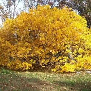 White Fringe Tree - Fringe Flowers Tree - 6-12 Inch Qt Pot - Ornamental Tree