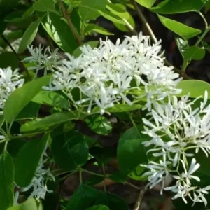 White Fringe Tree - Fringe Flowers Tree - 6-12 Inch Qt Pot - Ornamental Tree
