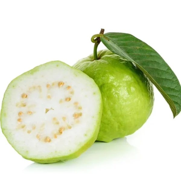 White Guava Tree Live Plant - 3 Feet Tall - Ready to Grow - Not Ship CA