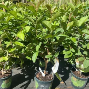 White Guava Tree Live Plant - 3 Feet Tall - Ready to Grow - Not Ship CA