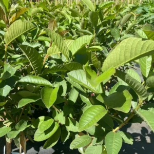 White Guava Tree Live Plant - 3 Feet Tall - Ready to Grow - Not Ship CA