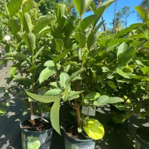White Guava Tree Live Plant - 3 Feet Tall - Ready to Grow - Not Ship CA