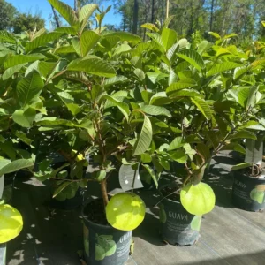 White Guava Tree Live Plant - 3 Feet Tall - Ready to Grow - Not Ship CA