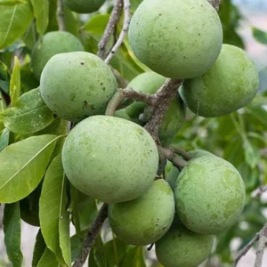 White Sapote Grafted Tree - 2 ft Tall Plant in 3 Gal Pot