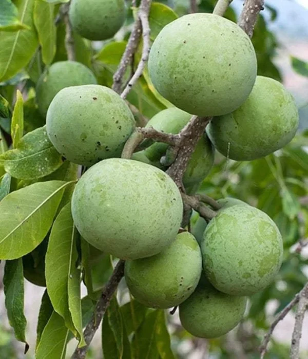 White Sapote Grafted Tree - 2 ft Tall Plant in 3 Gal Pot