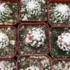 White Snowcap Cactus Mammillaria Gracilis Rare Cactus 2in Pot
