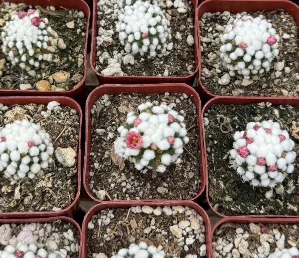 White Snowcap Cactus Mammillaria Gracilis Rare Cactus 2in Pot