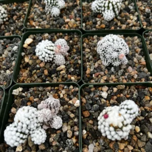 White Snowcap Cactus Mammillaria Gracilis Rare Cactus 2in Pot